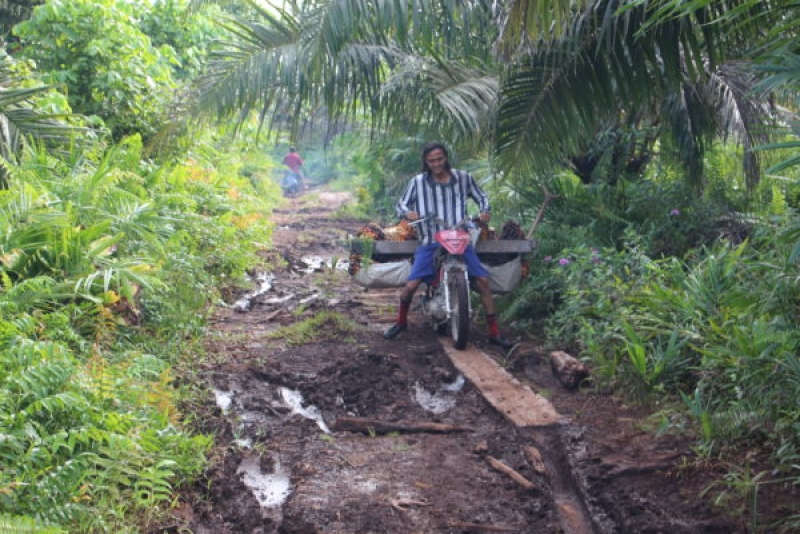 Tuntutan Petani Atas Kebijakan Pungutan Sawit