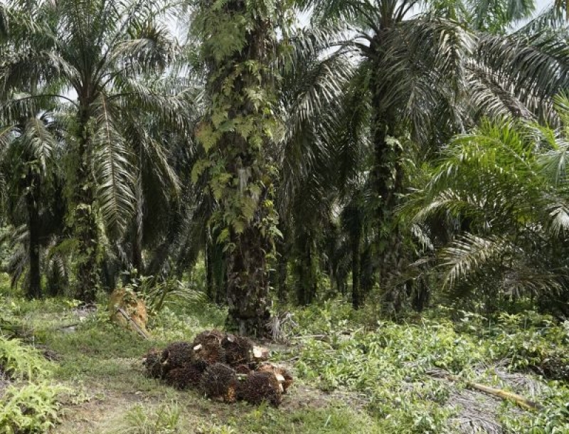 Kebijakan Satu Data Kelapa Sawit Indonesia, Petani Sawit Harus Segera Didata