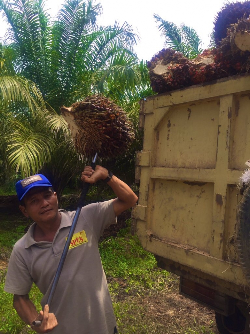 Koperasi Petani Sawit Belum Dapat Dukungan Pemerintah