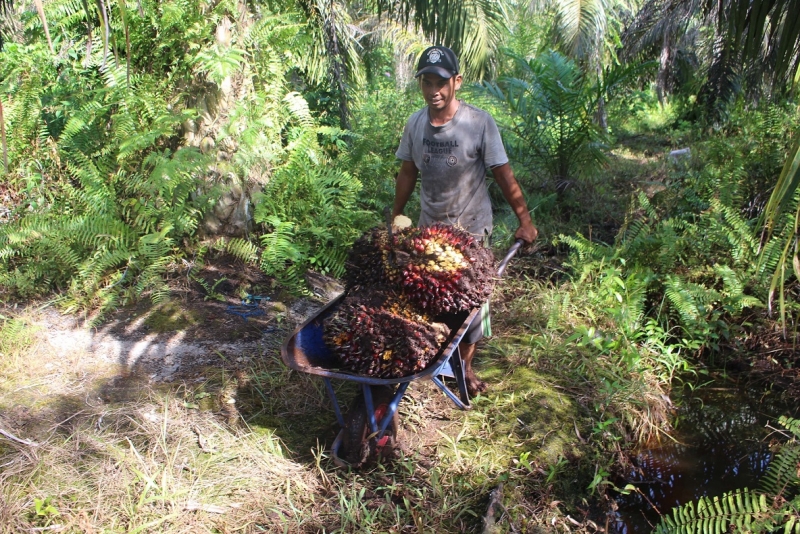 SPKS, Peremajaan Sawit Rakyat bisa Memperkuat Aspek Sustainability Kelapa Sawit Indonesia