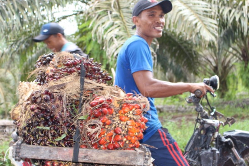 Pengelolaan Dana Bantuan Dinilai Tidak Efektif dalam Membantu Petani Kecil Sawit