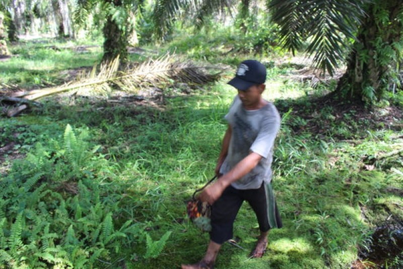 Serikat petani kelapa sawit menjabarkan prasyarat kemitraan petani dan perusahaan