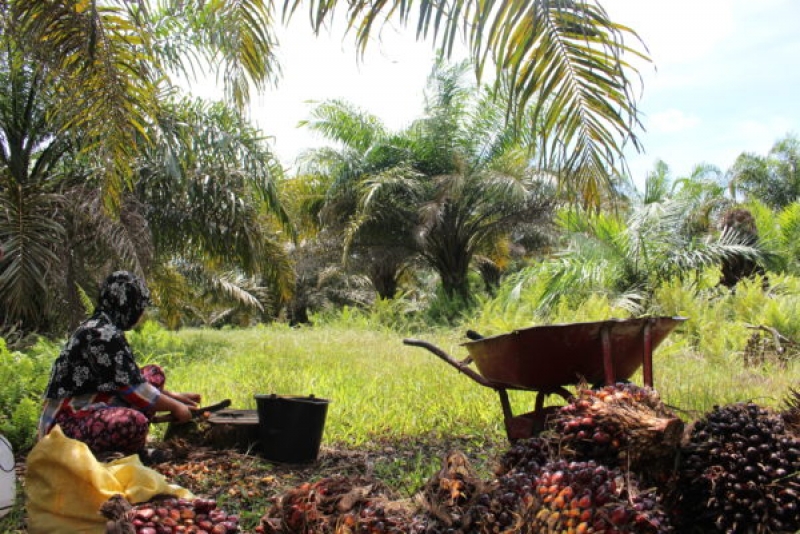 Pungutan Dana Dari Sawit Harusnya Untuk Pekebun