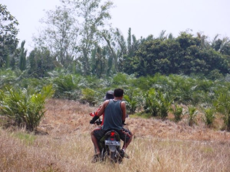 Pelatihan BUMDesa Bersama untuk Mewujudkan Desa Sawit Lestari di Pelalawan