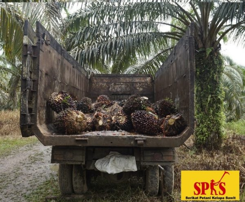 Diskriminasi Sawit, Petani Minta Pemerintah Perbaiki Diri