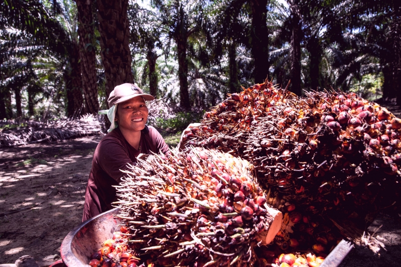 Harga TBS Mahal, Ekonom Sumut: Petani Sawit Jangan Terlena
