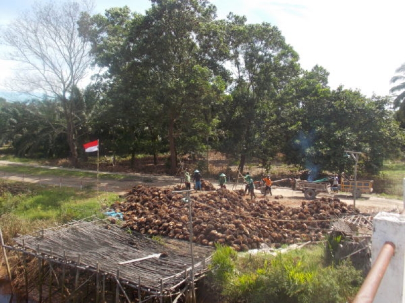 Pendekatan Mill Dalam Traceability Dan Dampaknya Bagi Petani Kecil Dan Visi Nol Deforestasi Home Berita Pendekatan Mill Dalam Traceability Dan Dampaknya Bagi Petani