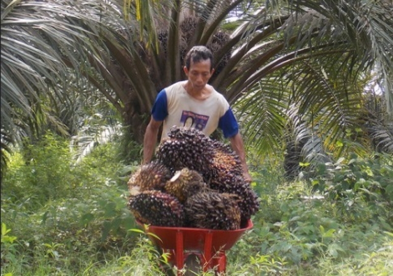 Program Biodiesel B30 Belum Dinikmati Petani Sawit