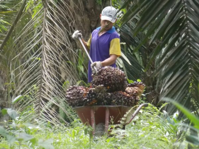 Petani Sawit Memilih Curhat Habis-Habisan di Rembug Nasional