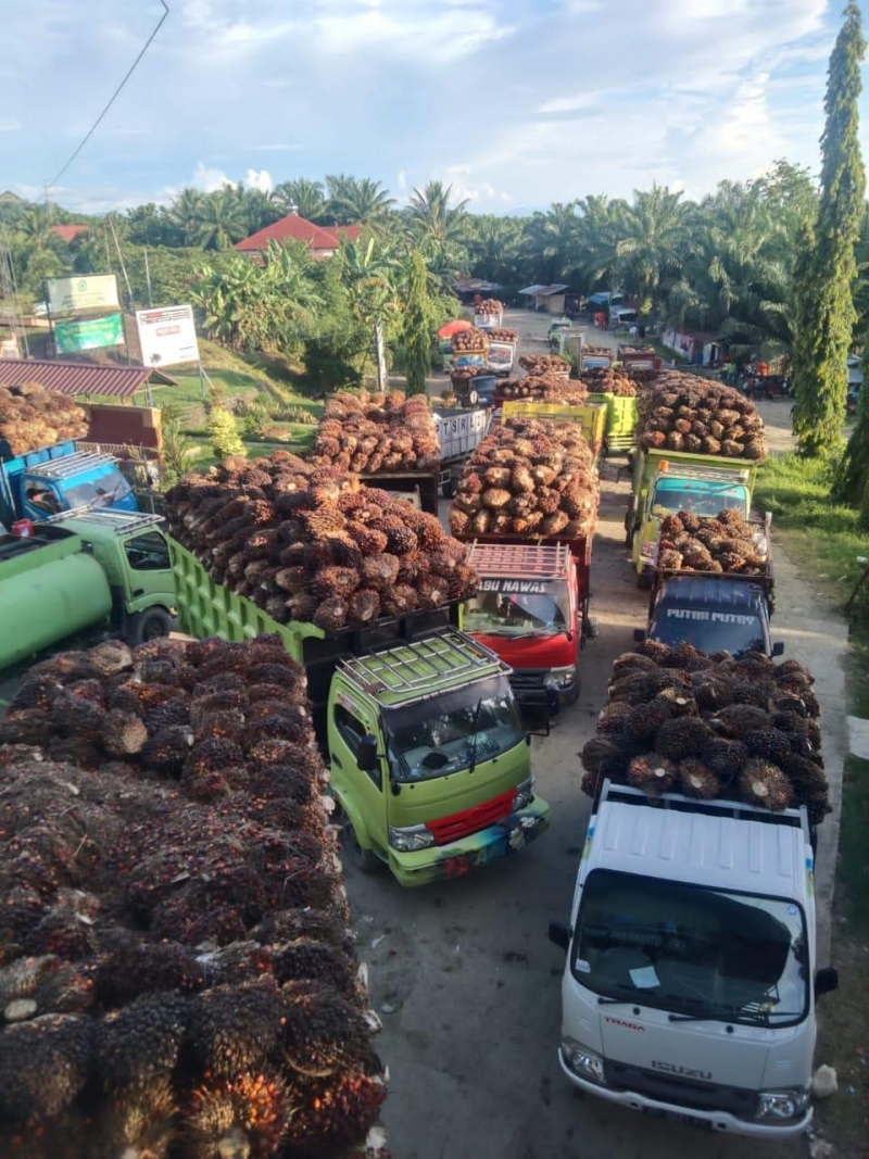 Sepekan Larangan Ekspor CPO Dicabut, Petani: Harga TBS Belum Naik Signifikan