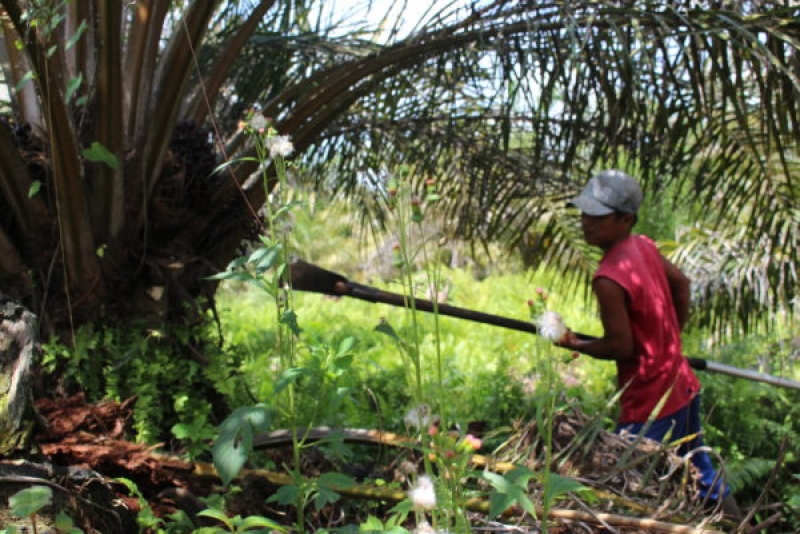 Pemerintah Diminta Tetapkan Harga Minimum TBS Kelapa Sawit