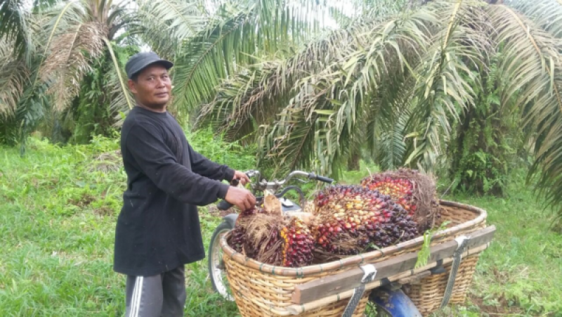 SPKS Tegaskan ISPO Jangan Sampai Kerdilkan Sawit Indonesia
