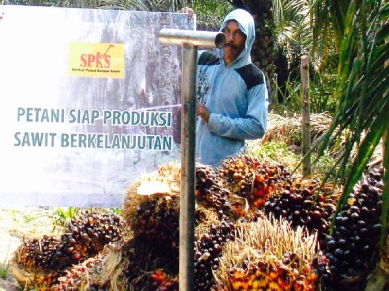 Petani Sawit, Negara dan Sawit Berkelanjutan