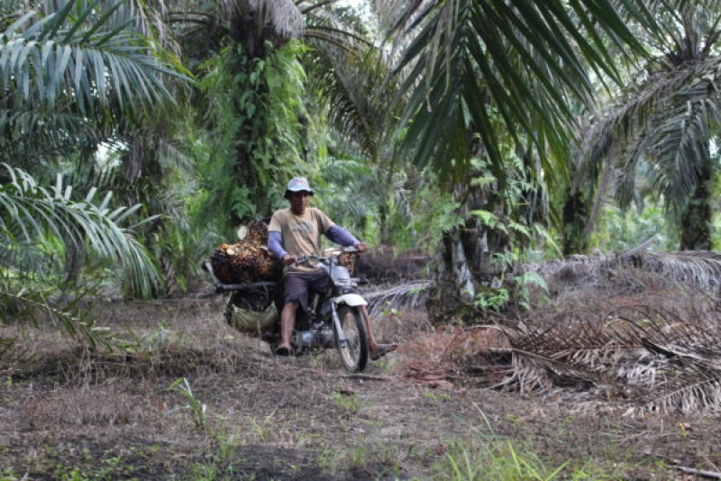 Ribuan Lahan Sawit di Banyuasin Bakal Diverifikasi
