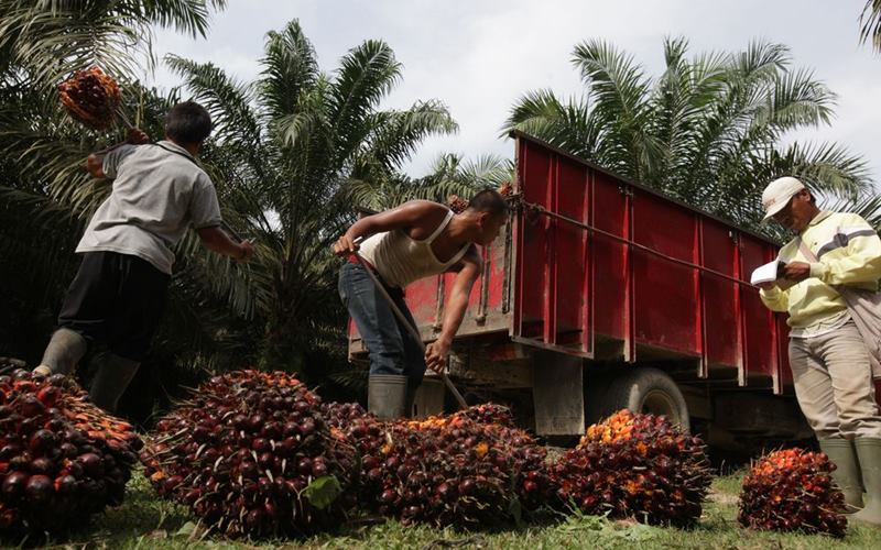 Harga Tandan Buah Segar Sawit Naik Tipis