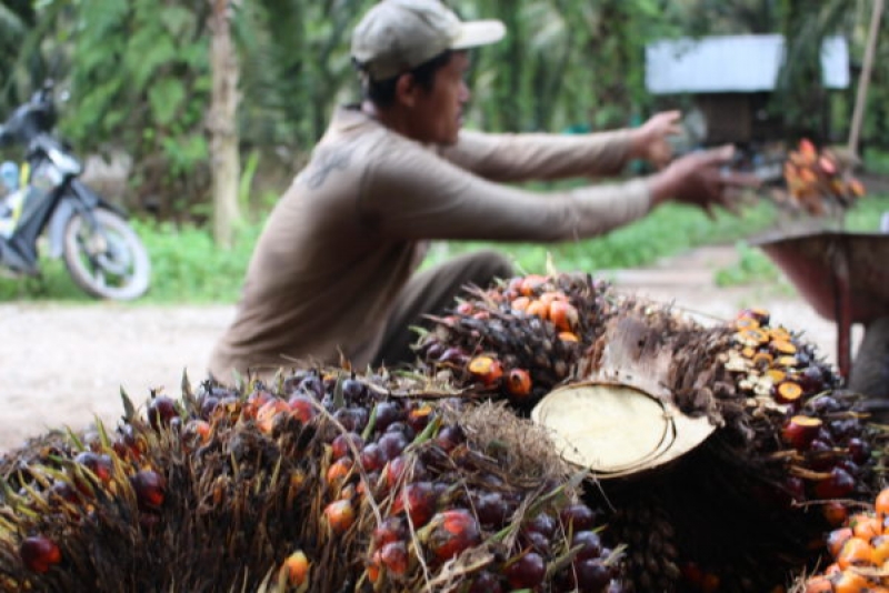 Kebun Petani Sawit Swadaya yang Dievalusi Diperkirakan Hanya 10%