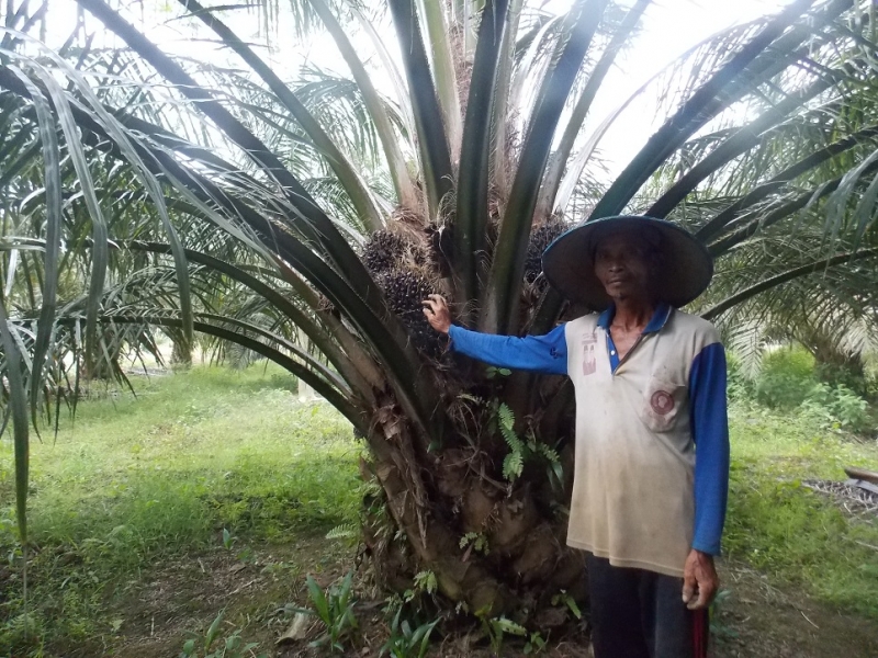 Zulhas Ambil Alih Persoalan Minyak Goreng, Ini Sederet Harapan Petani Sawit